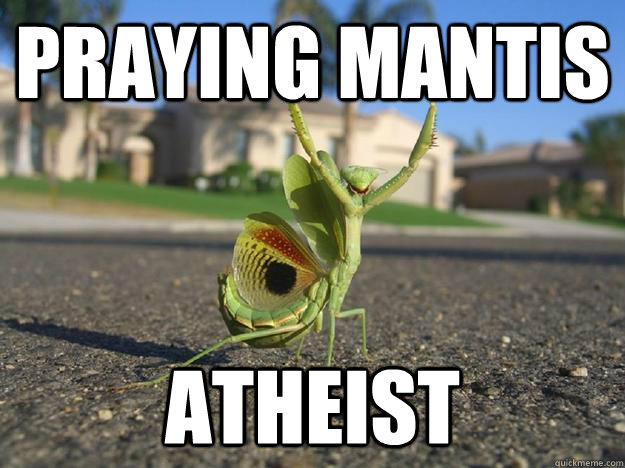 praying mantis atheist - Bad Luck Mantis