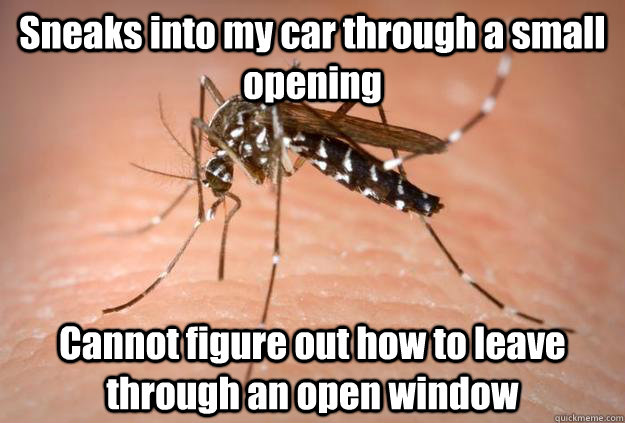 sneaks into my car through a small opening cannot figure out - Master Troll Mosquito