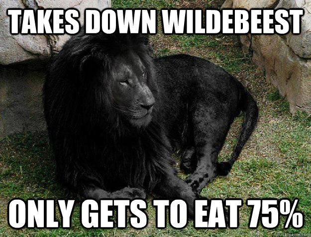 takes down wildebeest only gets to eat 75 - Black Lion Problems