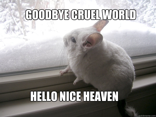 goodbye cruel world hello nice heaven - lonely chinchilla