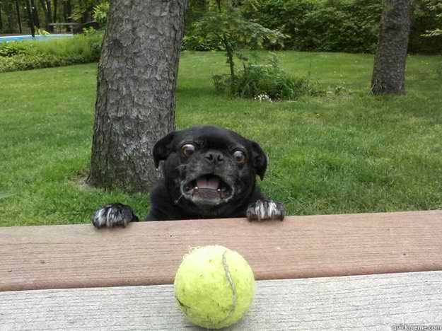 - Berks Dog