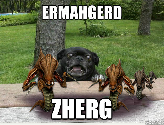 zherg - Berks Dog