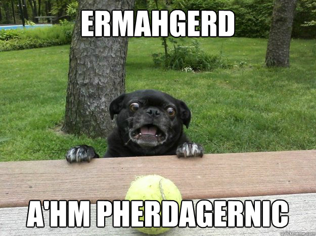 ermahgerd ahm pherdagernic - Berks Dog