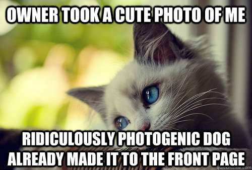 owner took a cute photo of me ridiculously photogenic dog al - First World Cat Problems