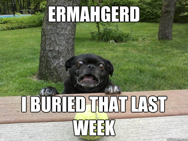 ermahgerd i buried that last week - Berks Dog