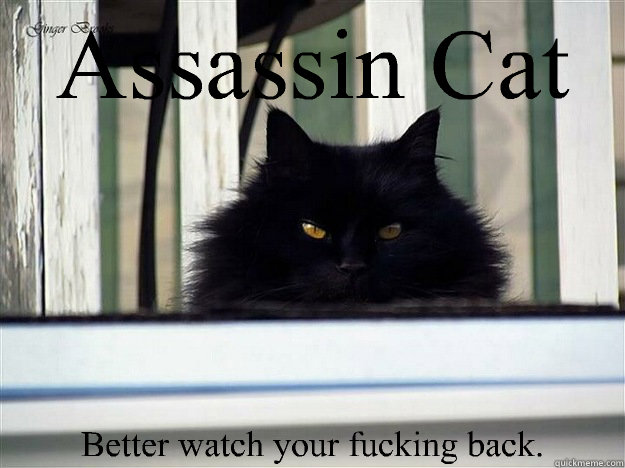 assassin cat better watch your fucking back - Assassin cat