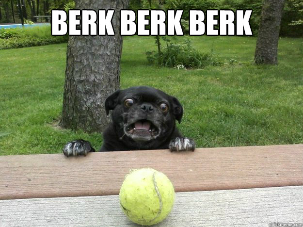 berk berk berk - Berks Dog