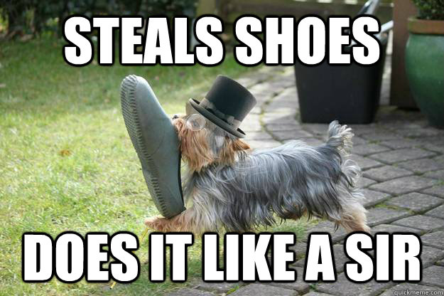 steals shoes does it like a sir - Classy Dog