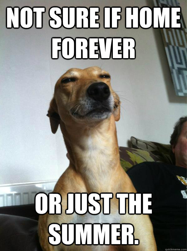 not sure if home forever or just the summer - Fry dog