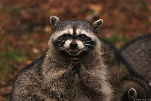 60 - Evil Plotting Raccoon