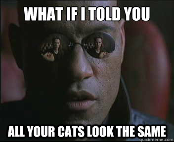 what if i told you all your cats look the same - Morpheus SC
