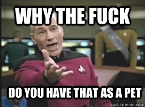 why the fuck do you have that as a pet - Annoyed Picard