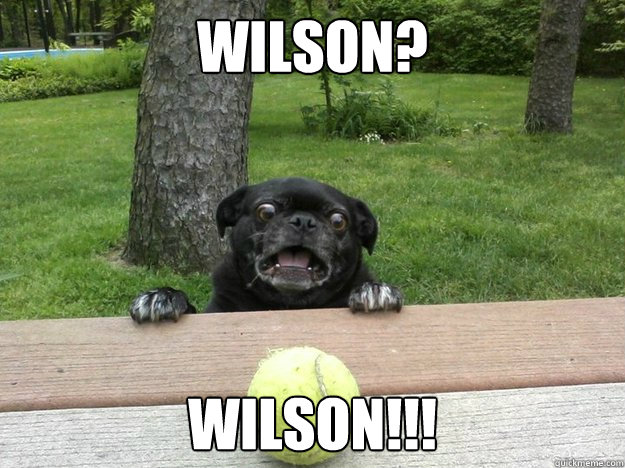 wilson wilson - Berks Dog