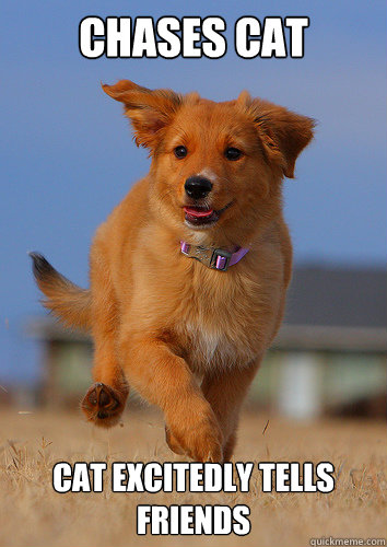 chases cat cat excitedly tells friends - Ridiculously Photogenic Puppy