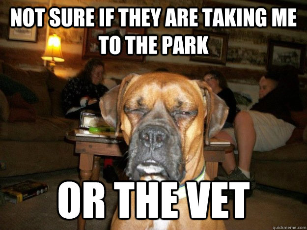 not sure if they are taking me to the park or the vet -