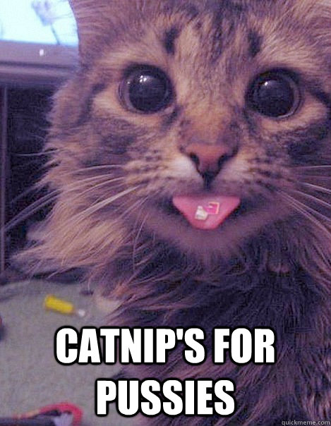 catnips for pussies - LSD Cat