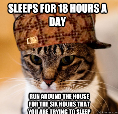 sleeps for 18 hours a day run around the house for the six h - Scumbag Cat