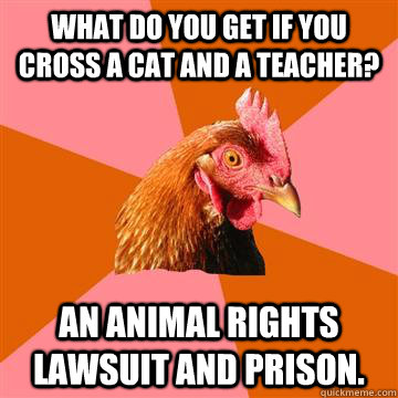 what do you get if you cross a cat and a teacher an animal - Anti-Joke Chicken