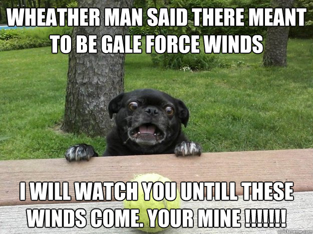 wheather man said there meant to be gale force winds i will - Berks Dog