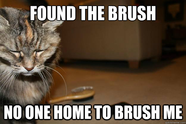 found the brush no one home to brush me - First World Cat Problems