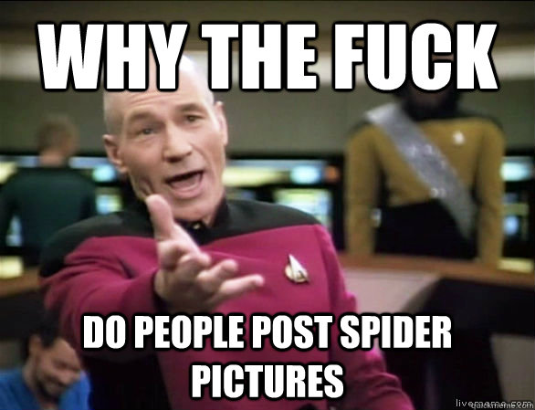 why the fuck do people post spider pictures - Annoyed Picard HD