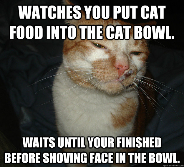 watches you put cat food into the cat bowl waits until your - Cool Cat Craig