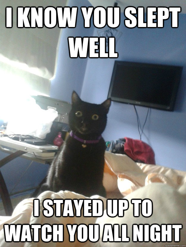 i know you slept well i stayed up to watch you all night - overly attached cat
