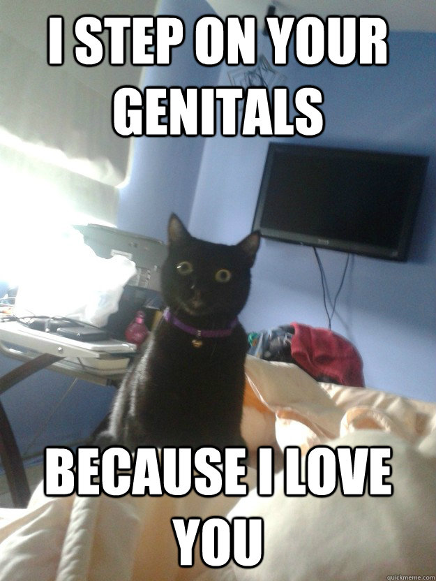 i step on your genitals because i love you - overly attached cat