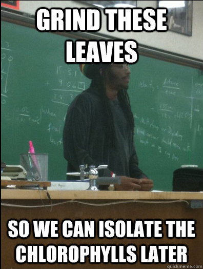 grind these leaves so we can isolate the chlorophylls later - Rasta Science Teacher