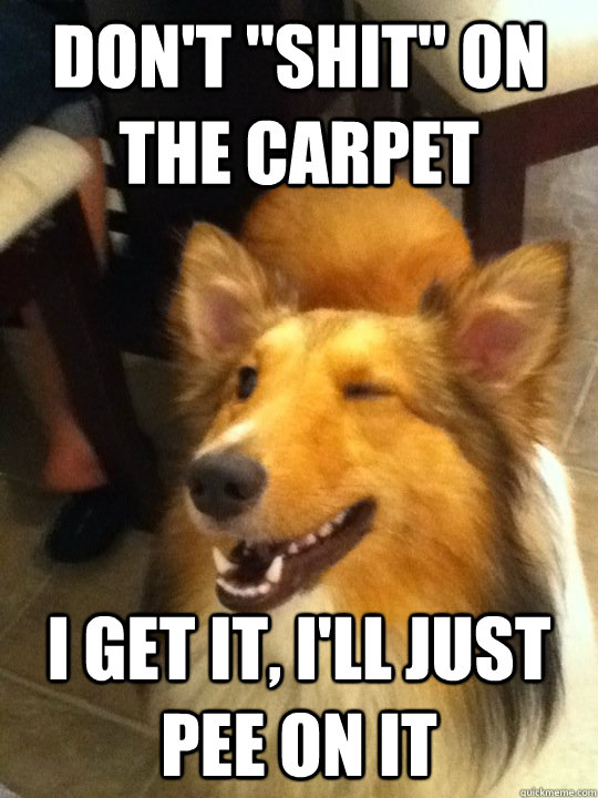 dont shit on the carpet i get it ill just pee on it - implying dog