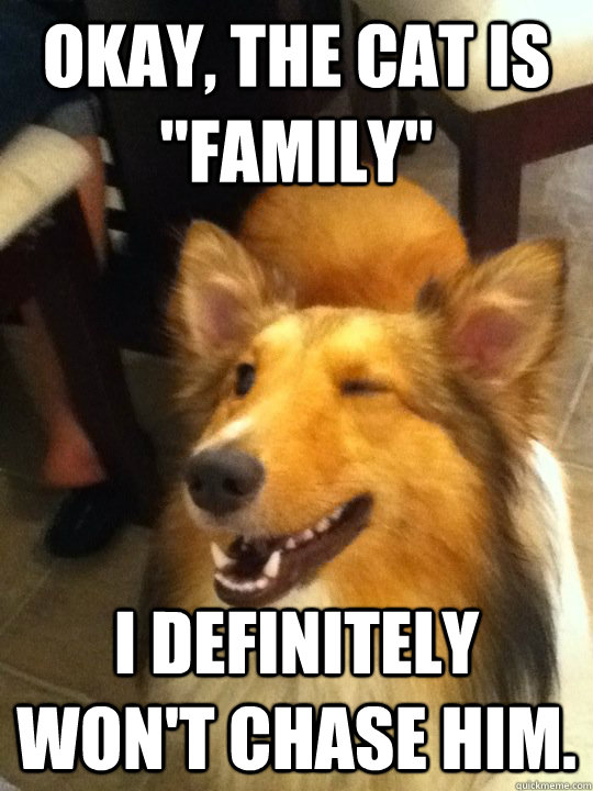 okay the cat is family i definitely wont chase him - implying dog