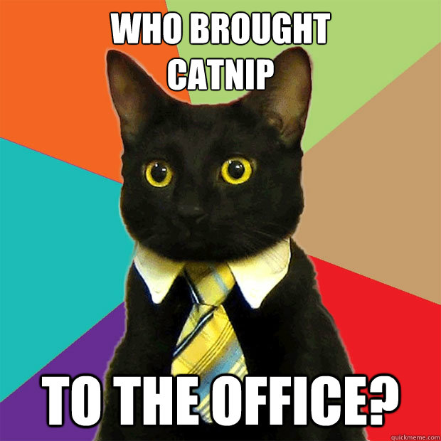 who brought catnip to the office - Business Cat