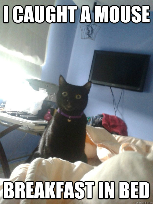 i caught a mouse breakfast in bed - overly attached cat