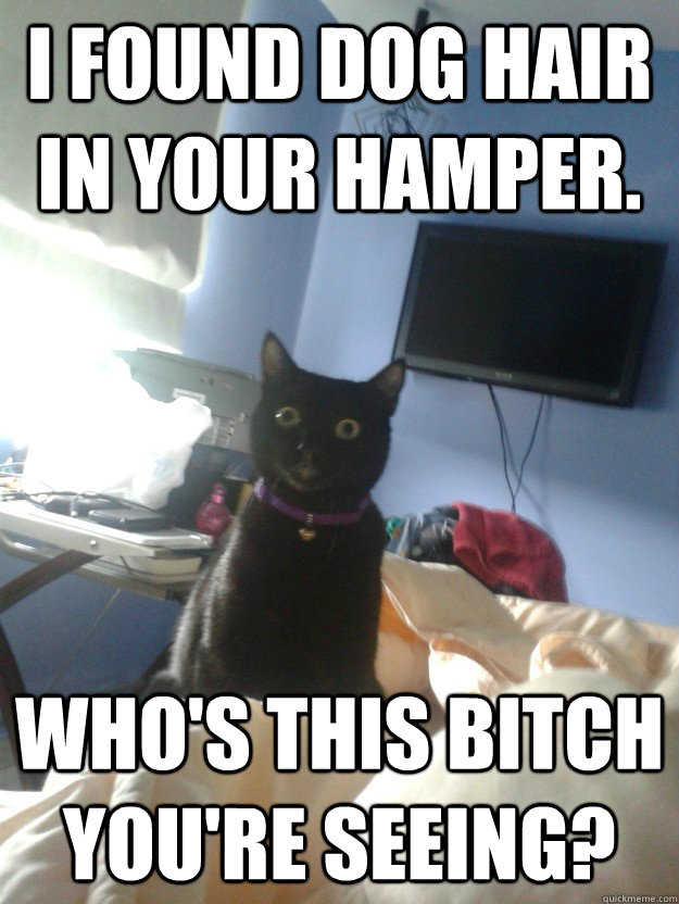 i found dog hair in your hamper whos this bitch youre see - overly attached cat