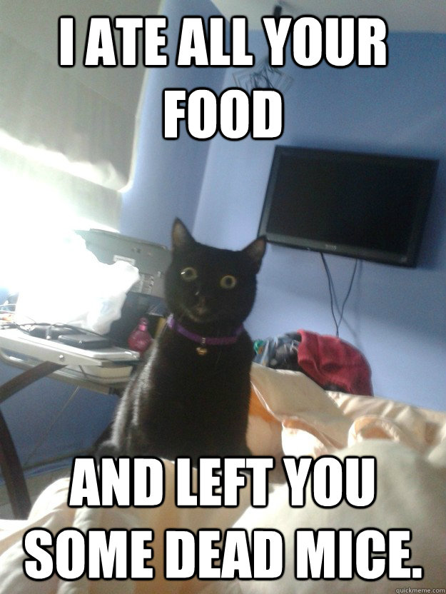 i ate all your food and left you some dead mice - overly attached cat