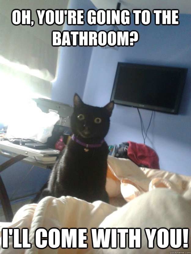 oh youre going to the bathroom ill come with you - overly attached cat