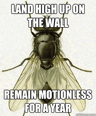 land high up on the wall remain motionless for a year - Fly logic