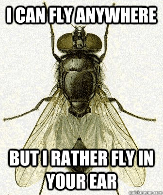 i can fly anywhere but i rather fly in your ear - Fly logic