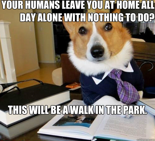 your humans leave you at home all day alone with nothing to - Lawyer Dog