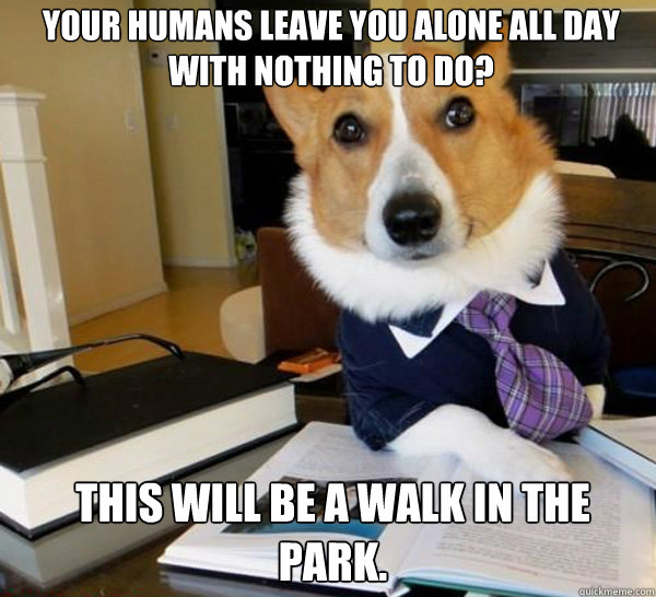 your humans leave you alone all day with nothing to do this - Lawyer Dog