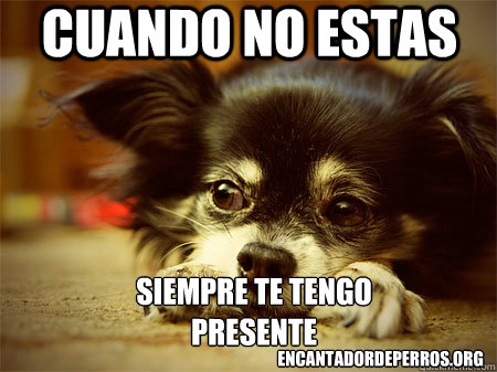 Si vas a dejar solo a tu perro.
