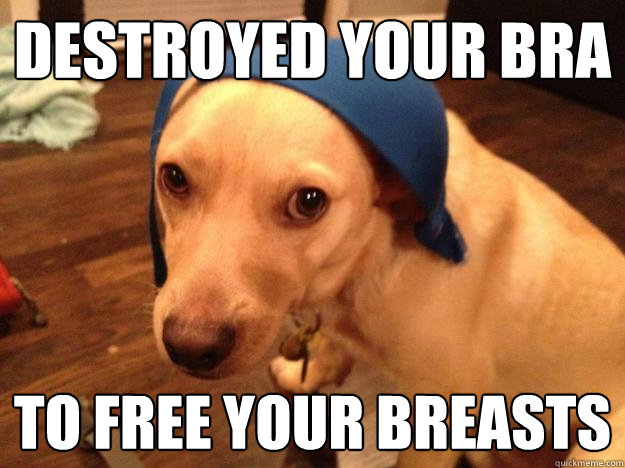destroyed your bra to free your breasts - Misunderstood Dog