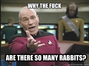 why the fuck are there so many rabbits - Annoyed Picard