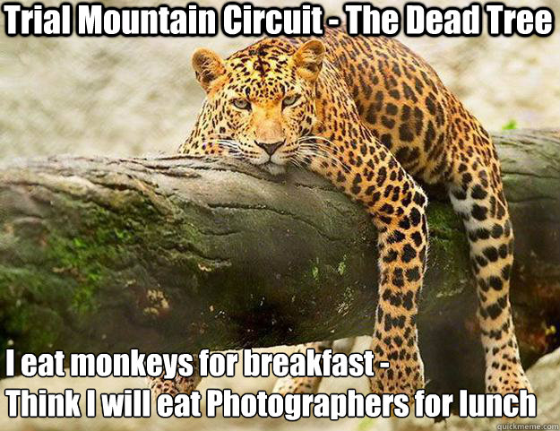 Jaguar Eating Monkey