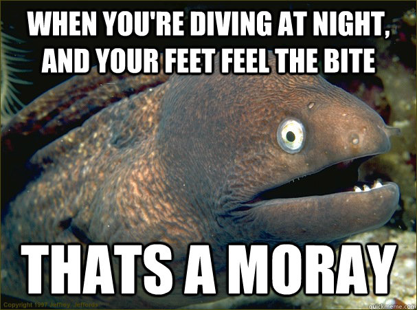 when youre diving at night and your feet feel the bite tha - Bad Joke Eel