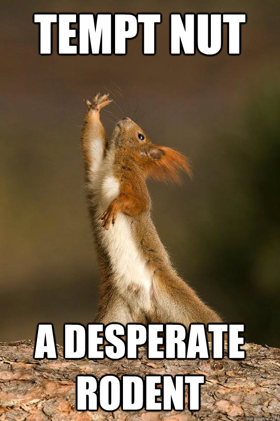 tempt nut a desperate rodent - Shakespeare Squirrel
