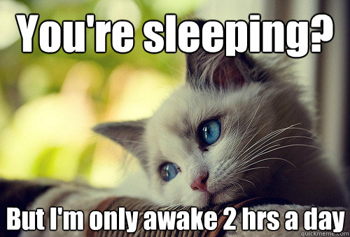 youre sleeping but im only awake 2 hrs a day - First World Cat Problems