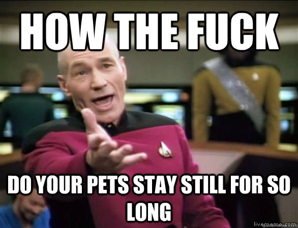 how the fuck do your pets stay still for so long - Annoyed Picard HD