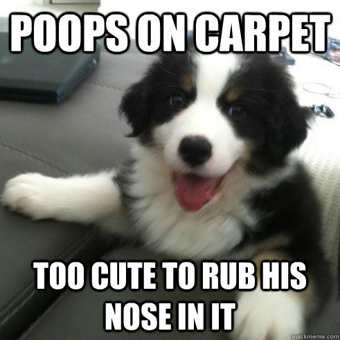 poops on carpet too cute to rub his nose in it - Ridiculously Photogenic Puppy
