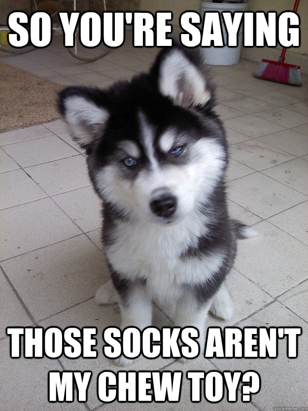 so youre saying those socks arent my chew toy -